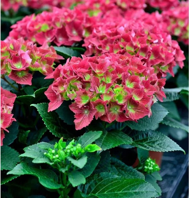 Bauernhortensie Royal Red Hydrangea macrophylla in Rot als buschiger Strauch für den Garten - Bild 1