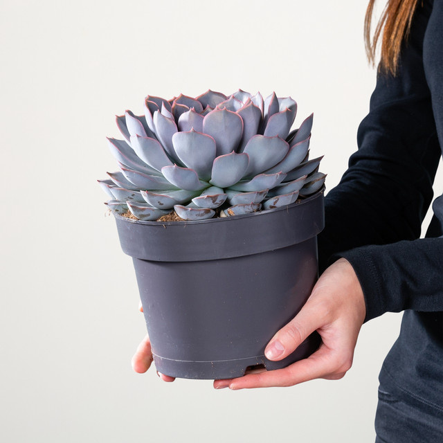 Echeveria Orion Sukkulente von BLUME2000 in den Farben Lila, Grün und Silber - Bild 1