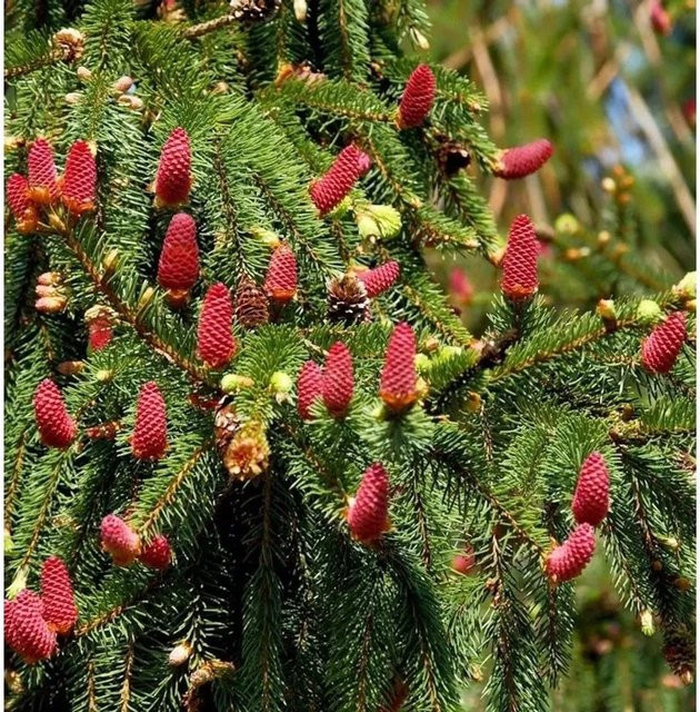 Zapfenfichte Acrocona Picea abies von Nr-01.de, 50-60 cm, grün - Bild 1