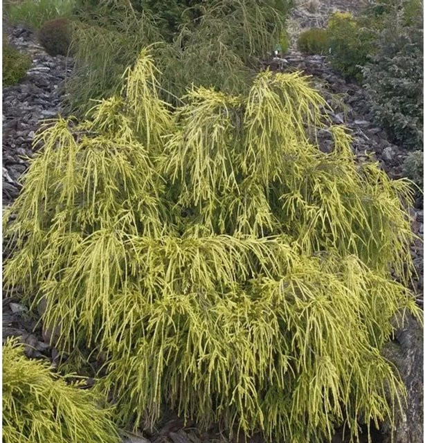 Gelbe Fadenzypresse Chamaecyparis pisifera als Kübelpflanze für Steingärten und Grabbepflanzung, Höhe: 15-20 cm - Bild 1