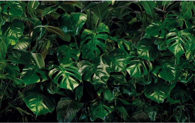 Komar Fototapete Vlies Tropical Wall B: 400 cm, H: 250 cm - Bild 1
