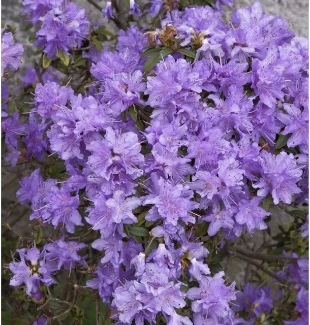 Zwerg Rhododendron Blumeria Rhododendron impeditum Alpenrose in Lila, Topfgröße 15-20 cm - Bild 1