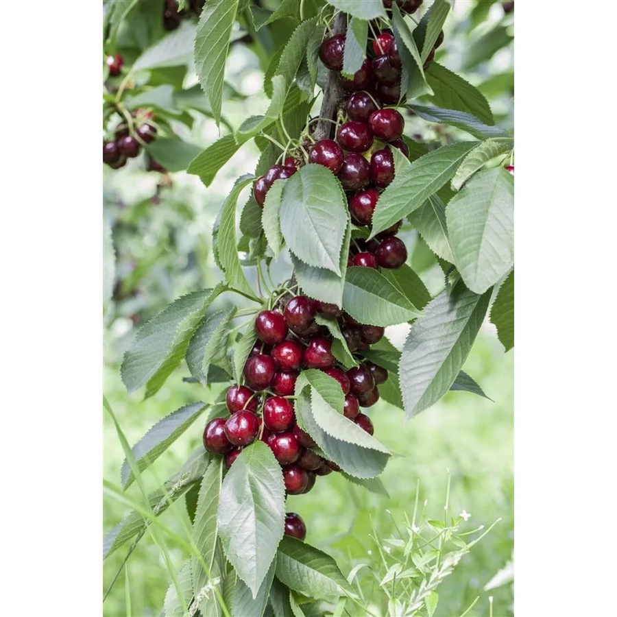 Pflanzen für dich Süßkirsche Prunus Avium Lapins, Höhe: 150-200 cm - Bild 2