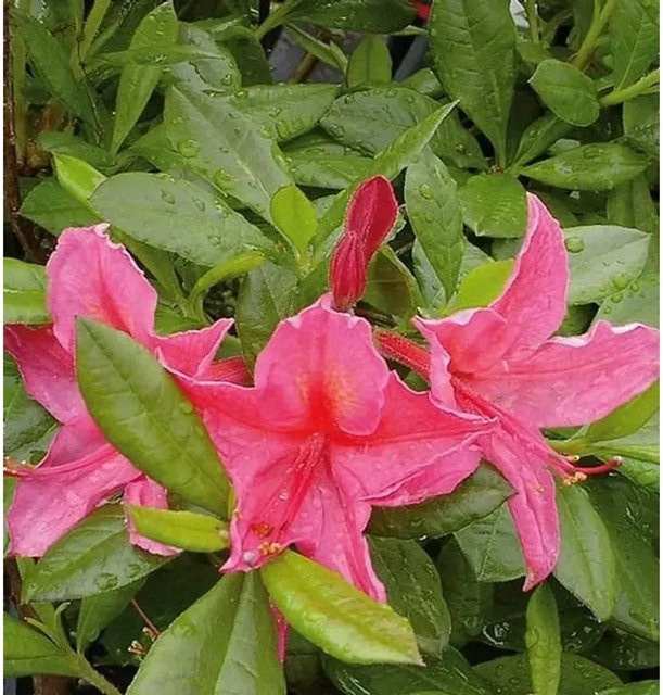 Rhododendron viscosum Jolie Madame in Pink, 60-70 cm Höhe - Bild 1