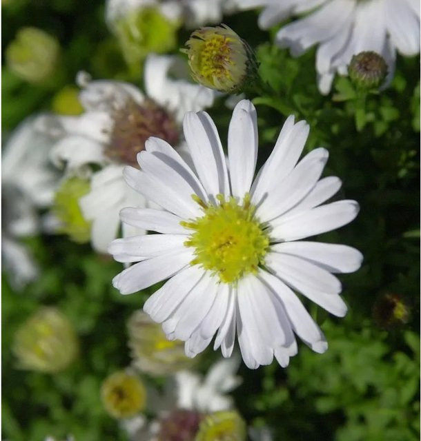 Rauhblattaster Schneekuppe Aster novi belgii lila mehrjährige Gartenpflanze im Topf - Bild 1