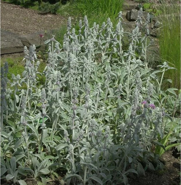 Wollziest Silky Fleece Stachys byzantina als pflegeleichte Staude und Bodendecker für Stauden- und Bauerngärten - Bild 1