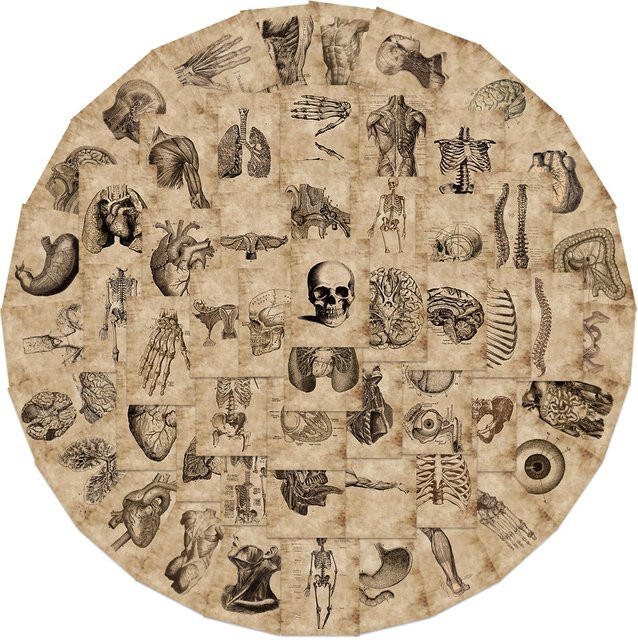 56 Stück Anatomie und Physiologie Aufkleber Set mit Herz, Schädel und inneren Organen in Multicolour von BulingBulingStickers Store - Bild 1
