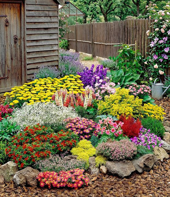 12er Set Große Staudengarten Pflanzen - Bild 1