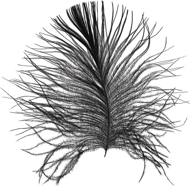 Komar Wandbild Feather White B: 30 cm, H: 40 cm - Bild 1