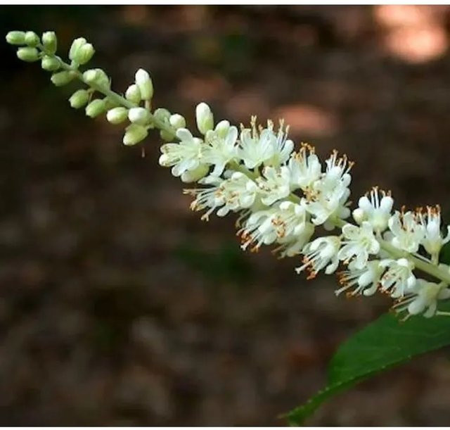 Clethra alnifolia Silberkerzenstrauch Sixteen Candles mit weißen Blüten, Höhe: 40-60 cm - Bild 1