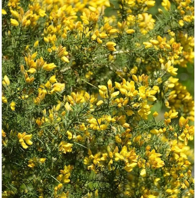 Westlicher Stechginster Ulex gallii gelber Strauch Höhe: 20-30 cm - Bild 1