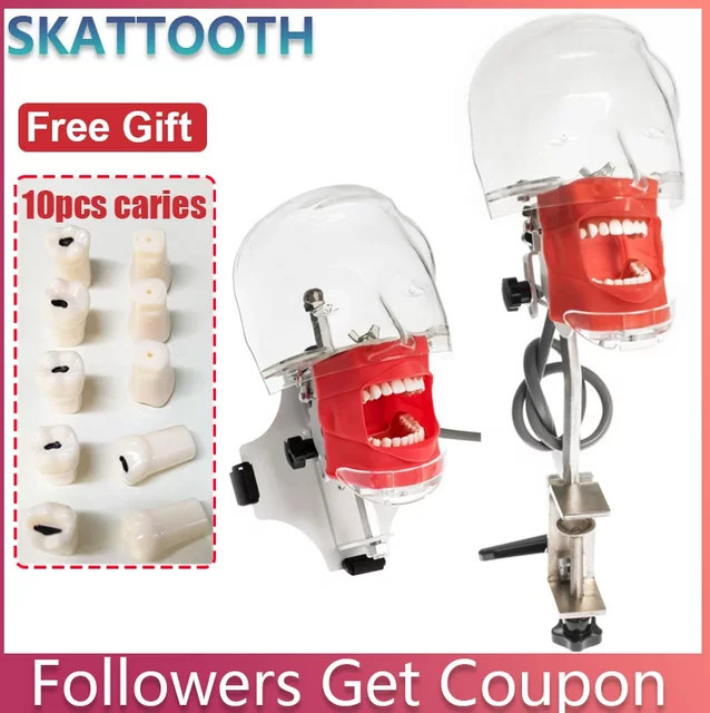 SKATTOOTH Dental Phantom Kopf Modell, 10-teiliges Set, Zahnarzt Lehre Ausbildung Apparatu Dental Simulator - Bild 1