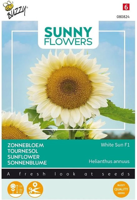 Sonnenblume White Sun F1 Buzzy Sunny Samen von arborix mit cremeweißen Blüten, 6 Stück - Bild 1