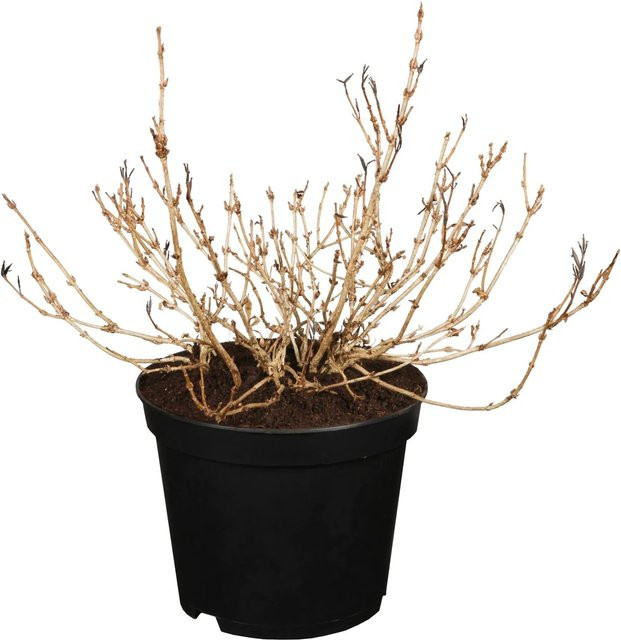 OBI Weigelie Monet Rosa Weigelia florida als Blütenhecke für kleine Gärten - Bild 1