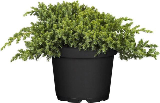 OBI Kriech-Wacholder Nana Juniperus Bodendecker für Hochbeete, Steingärten oder im Kübel, Höhe: 10 - 20 cm - Bild 1