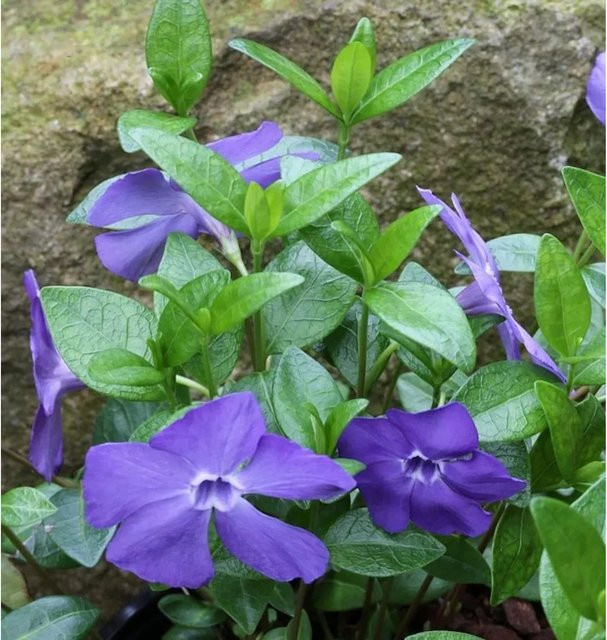 10x Immergrün Vinca minor als winterharte Gartenpflanze - Bild 1