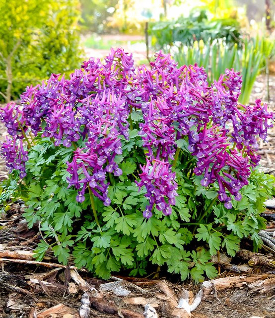 Corydalis Purple Bird Lerchensporn Pflanze - Bild 1