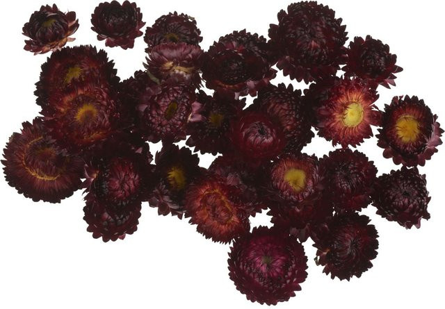 VBS Getrocknete Strohblumenköpfe in Rot aus Naturmaterial - Bild 1
