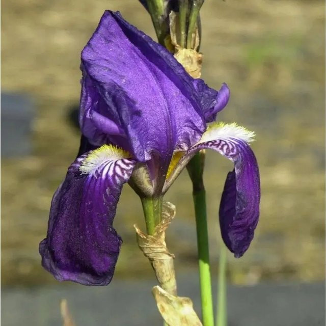 Schwertlilie Lovely Again Iris barbata lila Gartenstaude für das Beet - Bild 1