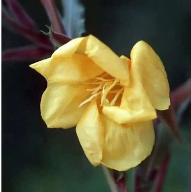 Duftende Nachtkerze Oenothera odorata gelbe Staude für den Garten - Bild 1
