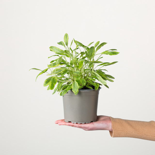 Echter Salbei Icterina von BLUME2000 als mehrjährige Pflanze für Garten und Balkon - Bild 1