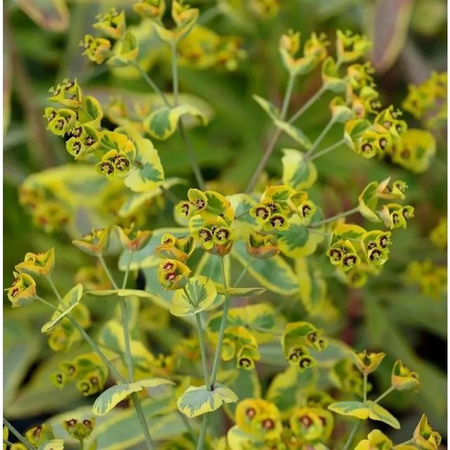 Palisaden Wolfsmilch Blue Wonder Euphorbia characias Stauden in Blau und Grün