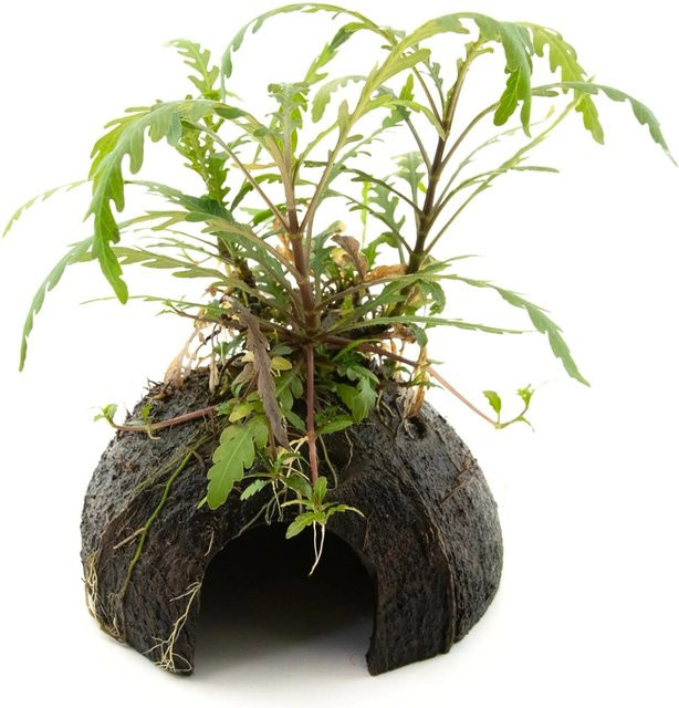 Dennerle Plants Hygrophila pinnatifida Mini Cave Aquariumpflanze in Grün - Bild 1