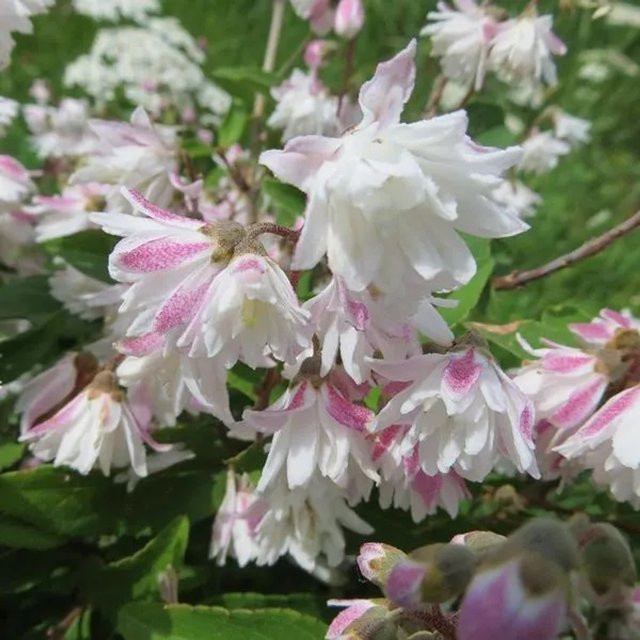 Arborix Sternstrauch Codsall Pink Deutzia scabra mit rosa Blüten im Container, Höhe: 40 bis 60 cm - Bild 1