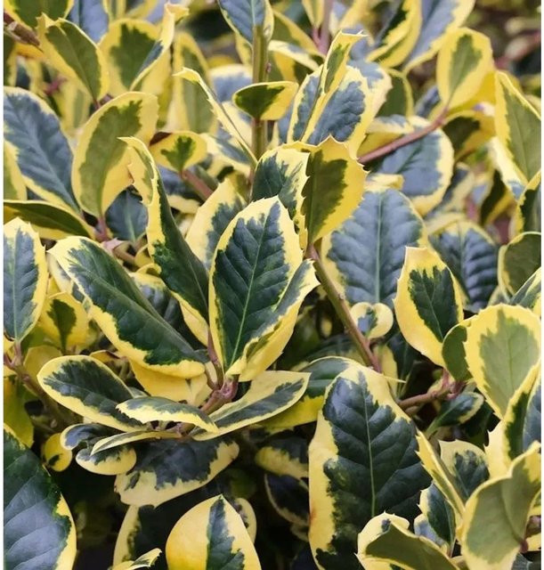 Gelbbunte Stechpalme Ilex Golden King Ilex altaclerensis als Heckenpflanze - Bild 1
