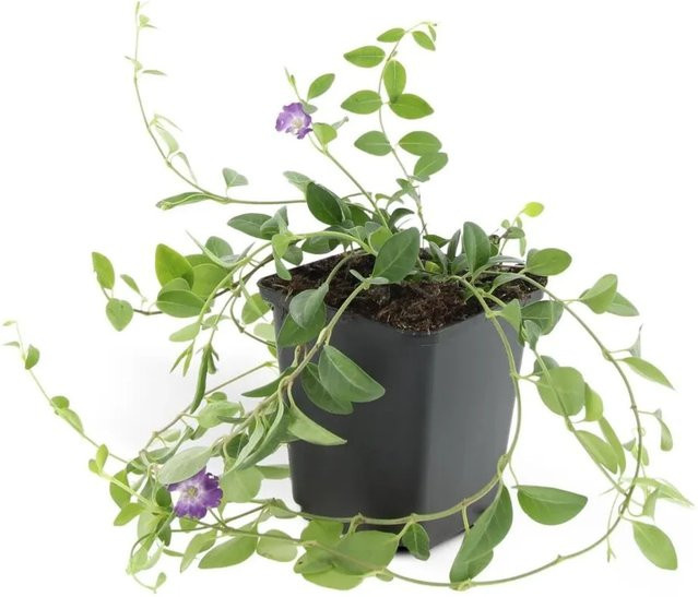 Exotenherz Vinca Minor Atropurpurea Bodendecker Set mit 12 Pflanzen im 9cm Topf, Immergrün in Purpur und Grün - Bild 1