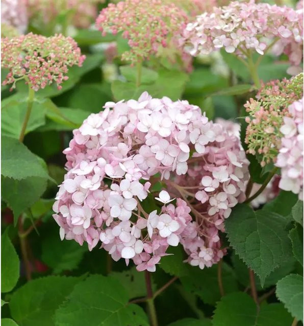 Ballhortensie Sweet Annabelle Hydrangea arborescens von Nr-01.de, pinker Strauch für den Garten - Bild 1