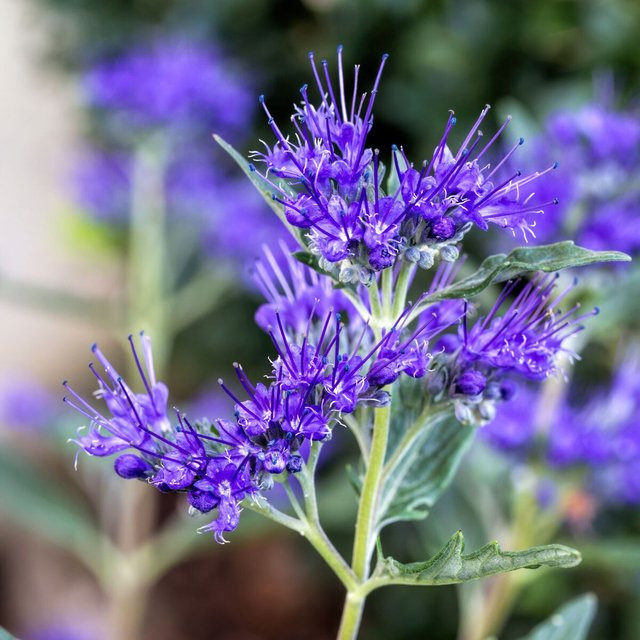 Bartblume Caryopteris Dark Knight, blau, Zierstrauch für Sommer und Balkon - Bild 1