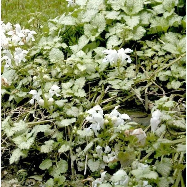 Lamium maculatum Waldnessel als mehrjährige Bodendecker-Pflanze für den Freiland-Garten von Nr-01.de - Bild 1