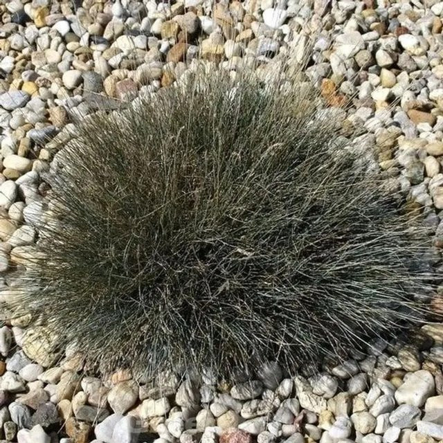 Walliser Schafschwingel Zwergenkönig Festuca valesiaca als mehrjährige Gartenpflanze - Bild 1