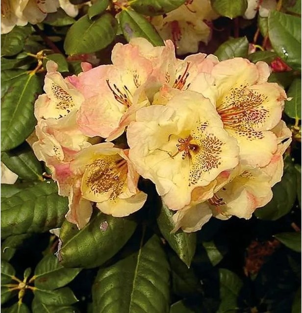 INKARHO Rhododendron Viscy Alpenrose großblumiger Strauch für den Außenbereich 40-50 cm - Bild 1