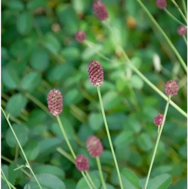 Wiesenknopf Tanna Sanguisorba officinalis als mehrjährige Pflanze für den Außenbereich und Teichrand - Bild 1