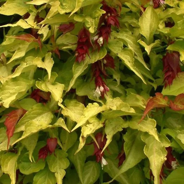 Arborix Leycesteria formosa Golden Lanterns Zierstrauch mit goldgelbem Laub, Höhe: 40 bis 50 cm - Bild 1