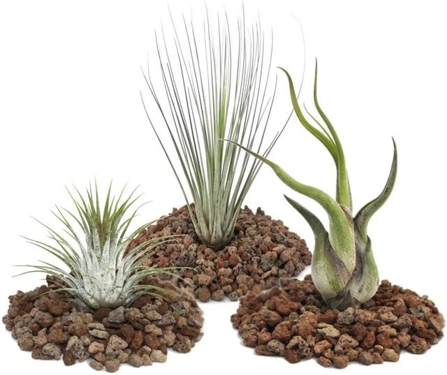 Exotenherz Set mit 3 Tillandsien: 1 Ionantha, 1 Juncea und 1 Caput Medusa - Bild 1