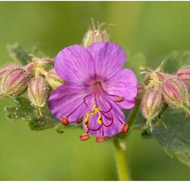 Balkanstorchschnabel Geranium macrorrhizum Ingwersen - Immergrüne Staude als Bodendecker für Steingärten - Bild 1