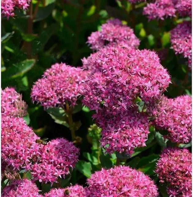 Große Fetthenne Munstead Dark Red Sedum telephium rote Staude für Staudenbeete und Steingärten - Bild 1