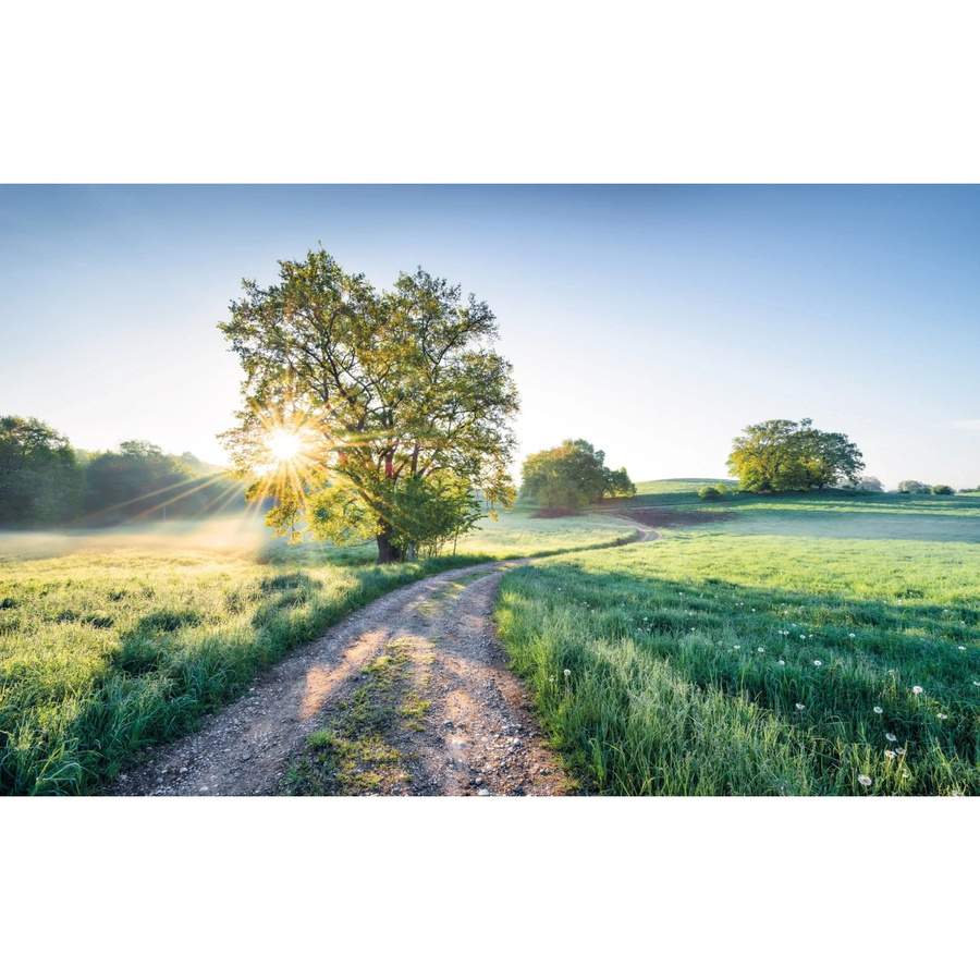 Komar Fototapete Vlies A New Day in Paradise Multicolour B: 400 cm, H: 250 cm - Bild 2