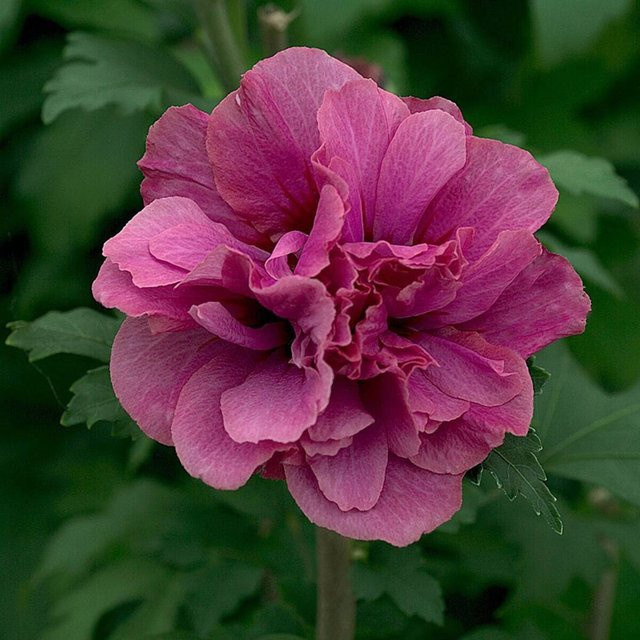 Roter Gartenhibiskus als Zierstrauch von Mein schöner Garten Shop - Bild 1