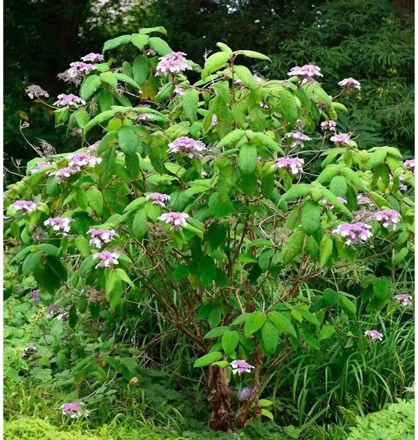 Hydrangea aspera Samt-Hortensie von Nr-01.de in lila, bläulich, hellrosa, weiß oder pink, Höhe: 80-100 cm - Bild 1