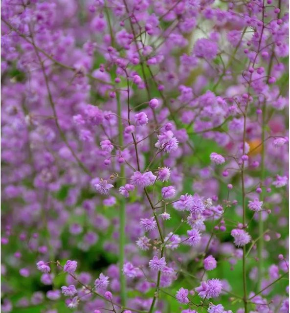 Chinesische Wiesenraute Splendid Thalictrum delavayi als lila mehrjährige Solitärpflanze für Bauerngärten und Schnittblumen - Bild 1