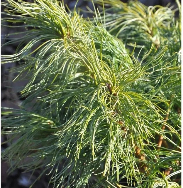 Weymouthskiefer Green Twist Pinus parviflora von Die Nr-01.de, Farbe: Grün - Bild 1