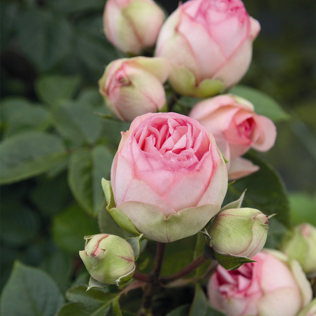 Edelrose Charming Piano von BLUME2000 in Rosa - Bild 1