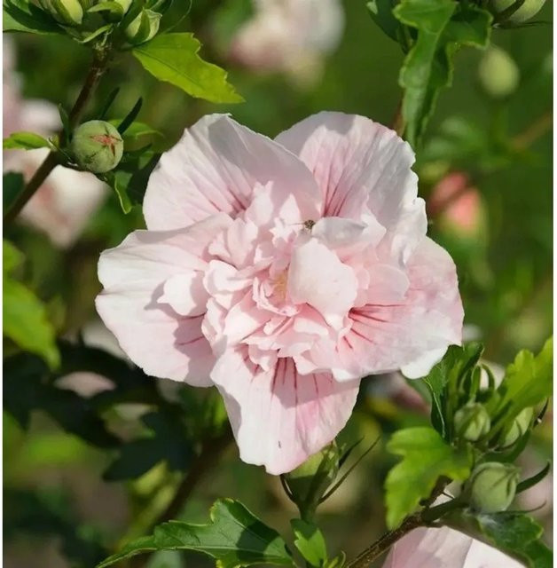 Garteneibisch Hibiscus French Pink Chiffon in Pink für Kübel oder Freiland - Bild 1