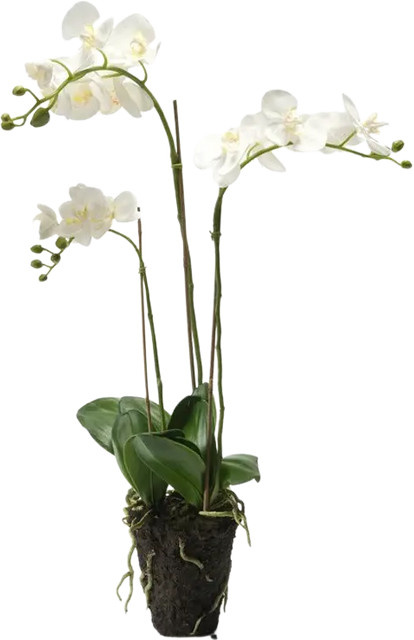Künstliche Orchidee Maya von Aplanta, Höhe: 75 cm - Bild 1