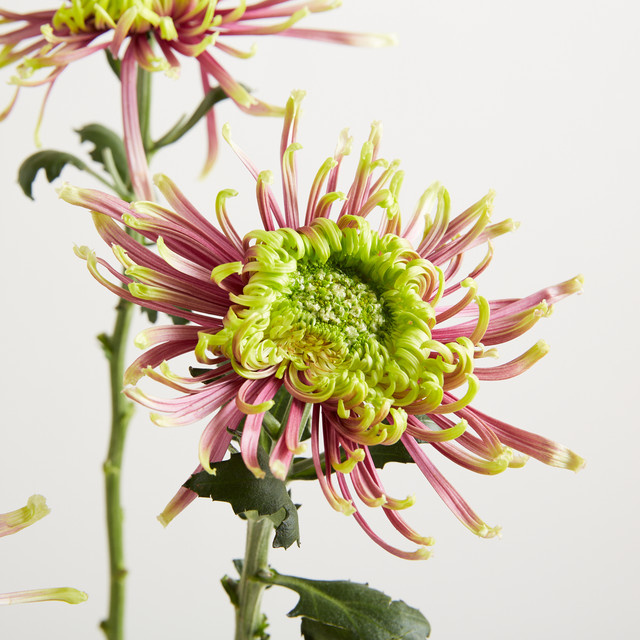 Blume2000 Chrysanthemen 'Spider' Lila single stem - Bild 1