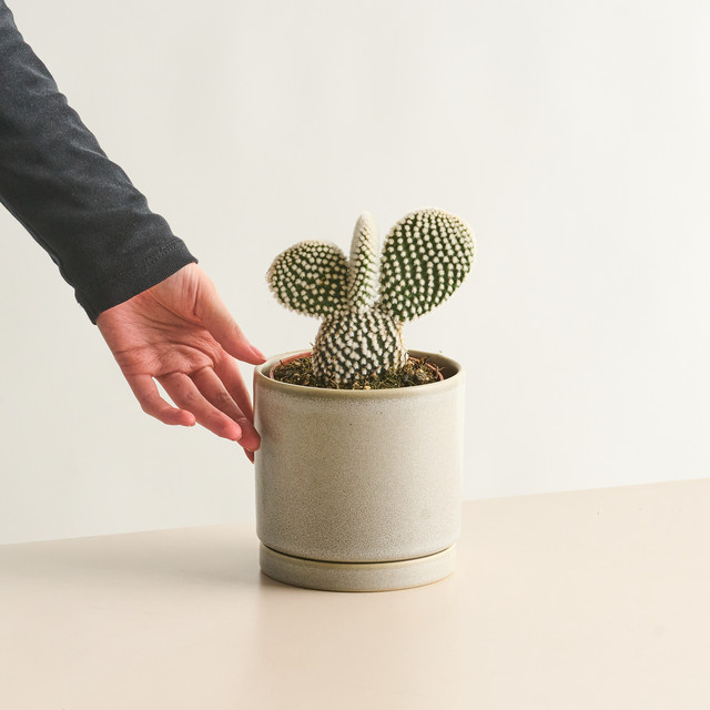 Hasenohrkaktus Opuntia microdasys Albispina Bianca von BLUME2000 in Grün und Weiß - Bild 1
